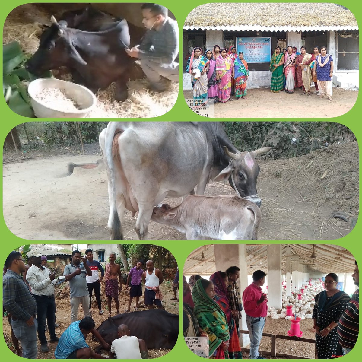 1-Animal Welfare through everyday treatment
2-Food Security and employment generation 
3-Creating Mini Enterpreneurs through livelyhood Schemes
All by Vet Doctors ofARD Dept Govt of Odisha 
<a href="/CMO_Odisha/">CMO Odisha</a>  <a href="/MoSarkar5T/">MoSarkar 5T</a> <a href="/rajaaswain/">Ranendra Pratap Swain</a> <a href="/SecyChief/">ChiefSecyOdisha</a> <a href="/PradeepJenaIAS/">Pradeep Jena IAS</a> <a href="/_anugarg/">Anu Garg</a> <a href="/vijayyeddula/">Dr. Yeddula Vijay</a>