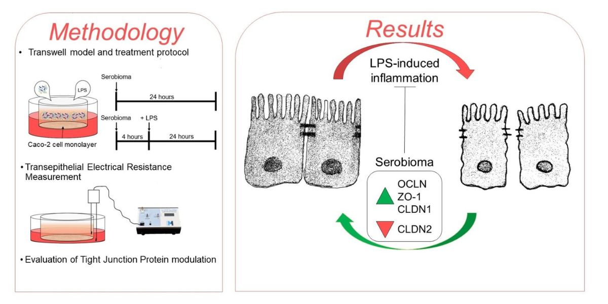 MDPIOpenAccess's tweet photo. Paper published in @Cells_MDPI (ISSN 2073-4409) discusses new insights into the mechanisms by which probiotics are able to prevent damage to the gut epithelial barrier. #IntestinalEpithelialBarrier #TightJunction
Access the paper: https://t.co/1gCySPzmkQ https://t.co/XqsdSrswTv