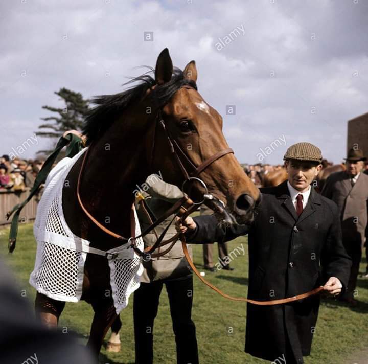 HORSERACING1002's tweet photo. NIJINSKY II ๐จ๐ฆ 1967
(NORTHERN DANCER - FLAMING PAGE BY BULL PAGE)#NijinskyII https://t.co/o8Xxy6NdWt