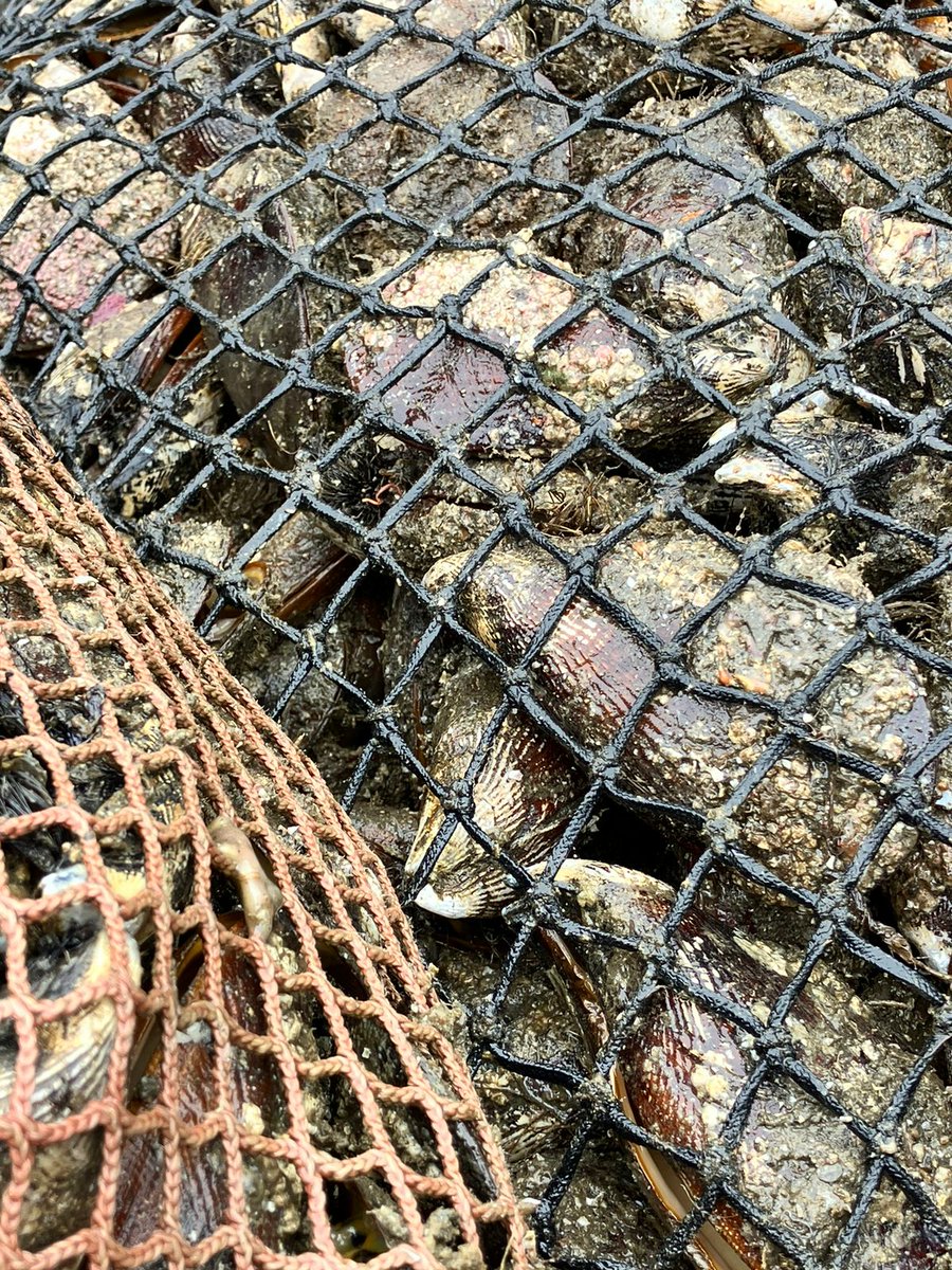 pescaenlinea's tweet photo. Comenzamos a abastecernos para Semana Santa. Gracias a nuestro amigo y proveedor directo, José Martel, buzo mariscador de Caleta Los Molinos, tendremos las mejores Cholgas de la Bahía de Corral. #PescaArtesanal #PescaLegal https://t.co/eghzV4AkO0