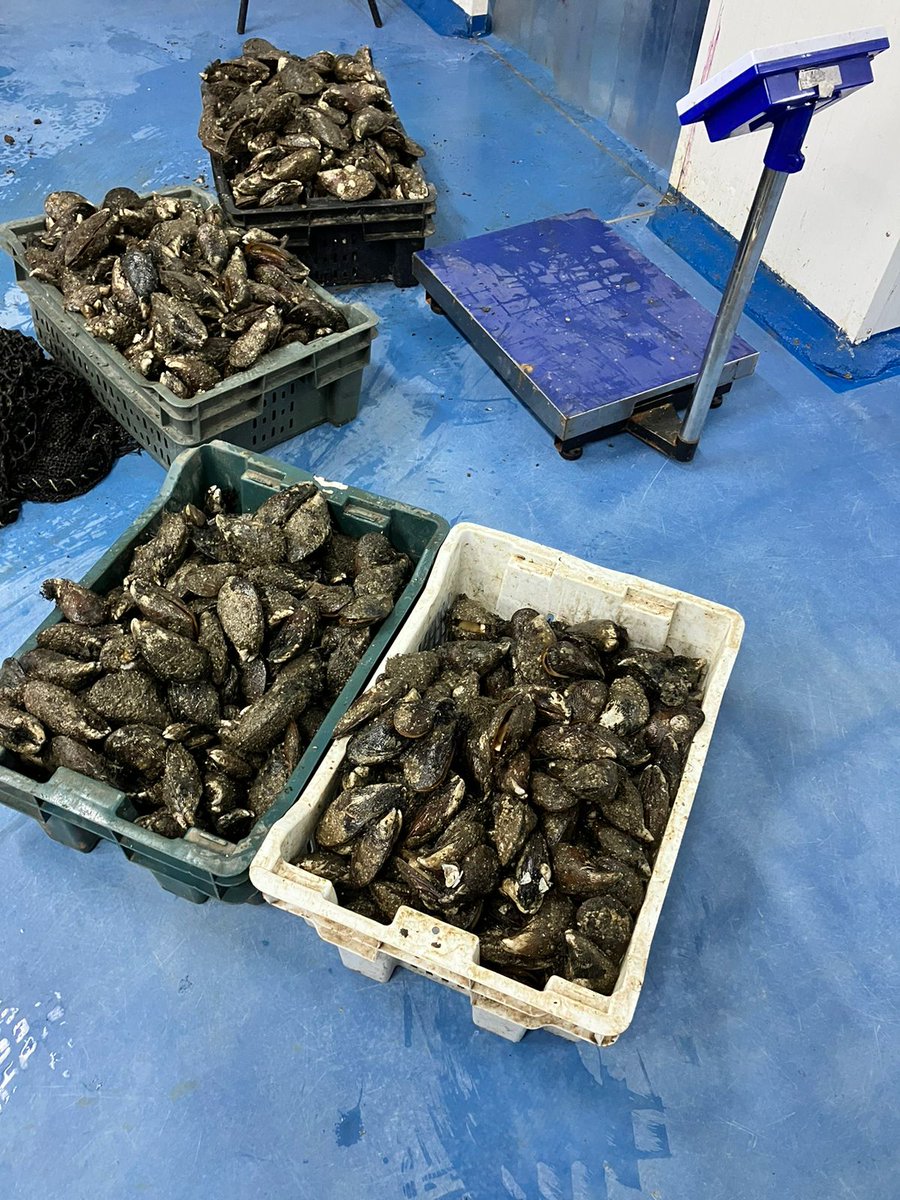 pescaenlinea's tweet photo. Comenzamos a abastecernos para Semana Santa. Gracias a nuestro amigo y proveedor directo, José Martel, buzo mariscador de Caleta Los Molinos, tendremos las mejores Cholgas de la Bahía de Corral. #PescaArtesanal #PescaLegal https://t.co/eghzV4AkO0