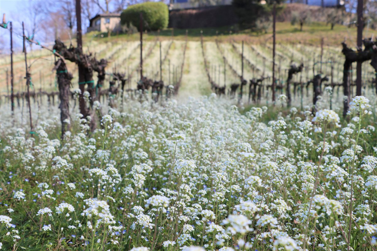 roncocalino's tweet photo. Di fronte a questo mare di fiori, non abbiamo resistito e ci siamo immersi!

Scopri le esperienze che comprendono anche la visita del vigneto ⤵️
https://t.co/cVTkNNDX0G

 #roncocalino #franciacorta #spring #primavera https://t.co/FPumrKeSpP