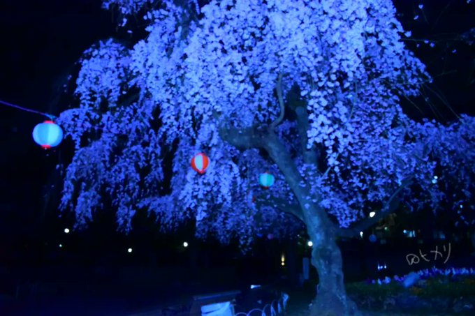 『夜桜カルテット🌸』夜に咲く桜🌸こんばんは🌙ちょっと気分転換に夜桜を撮影しに行ってきました☺️夜で暗いのでピントが合わな