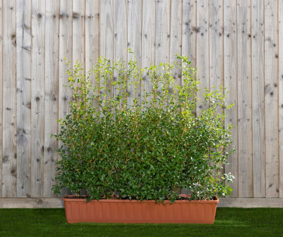 Readyhedge's tweet image. Discover the beauty of Osmanthus x Burkwoodii! 🌿

Learn more about its unique features and care requirements in our latest blog post👇

readyhedgeltd.com/6-points-osman…

#OsmanthusBurkwoodii #Readyhedge #EvergreenShrubs #GardenDesign #LandscapingTips