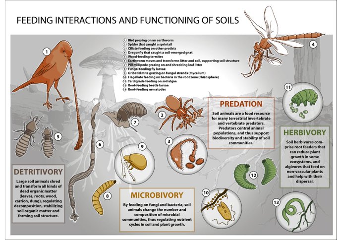 How are soil animals fundamental to soil biological processes? 🪱🐌🐛

The feeding of each soil animal contributes to the vital functions of the #soil.🌱

👇Learn more with this infographic by Svenja Meyer.

Via <a href="/IPBES/">ipbes</a>