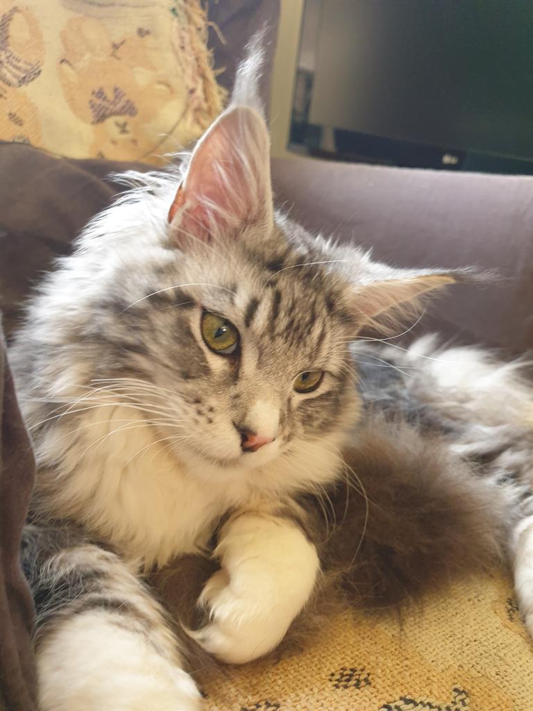 La Fée Orange tweet media