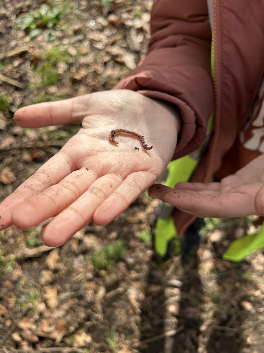 APSMissKR's tweet photo. Some of the creepy crawlies we found this morning on the farm! @AndertonPark @LEAFEd_WM https://t.co/0t4KpYZS6W