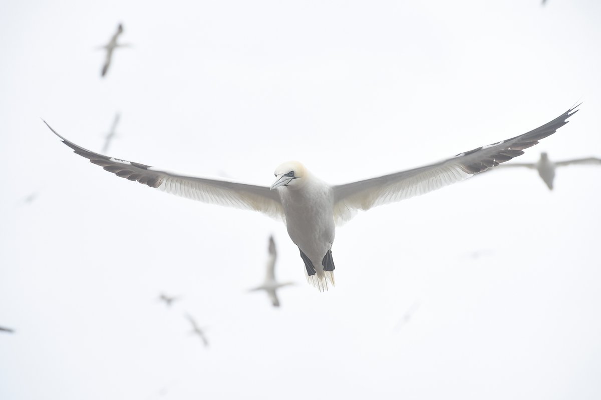 Scottish Seabird Centre tweet media