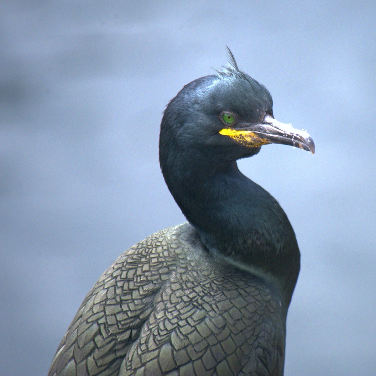 Scottish Seabird Centre tweet media