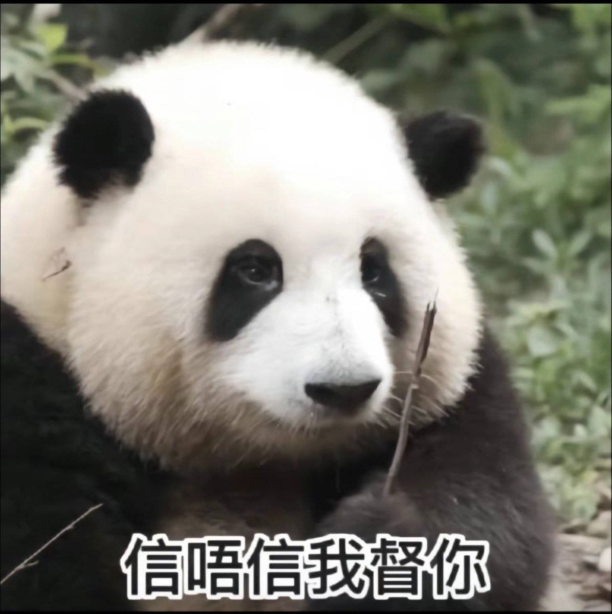 wan567567's tweet photo. 怎么有那么多来翻墙的圣子圣母劝别人放下历史恩怨呢  我们没资格去替先人原谅不该原谅的人或事 https://t.co/UfrfqhdWaw