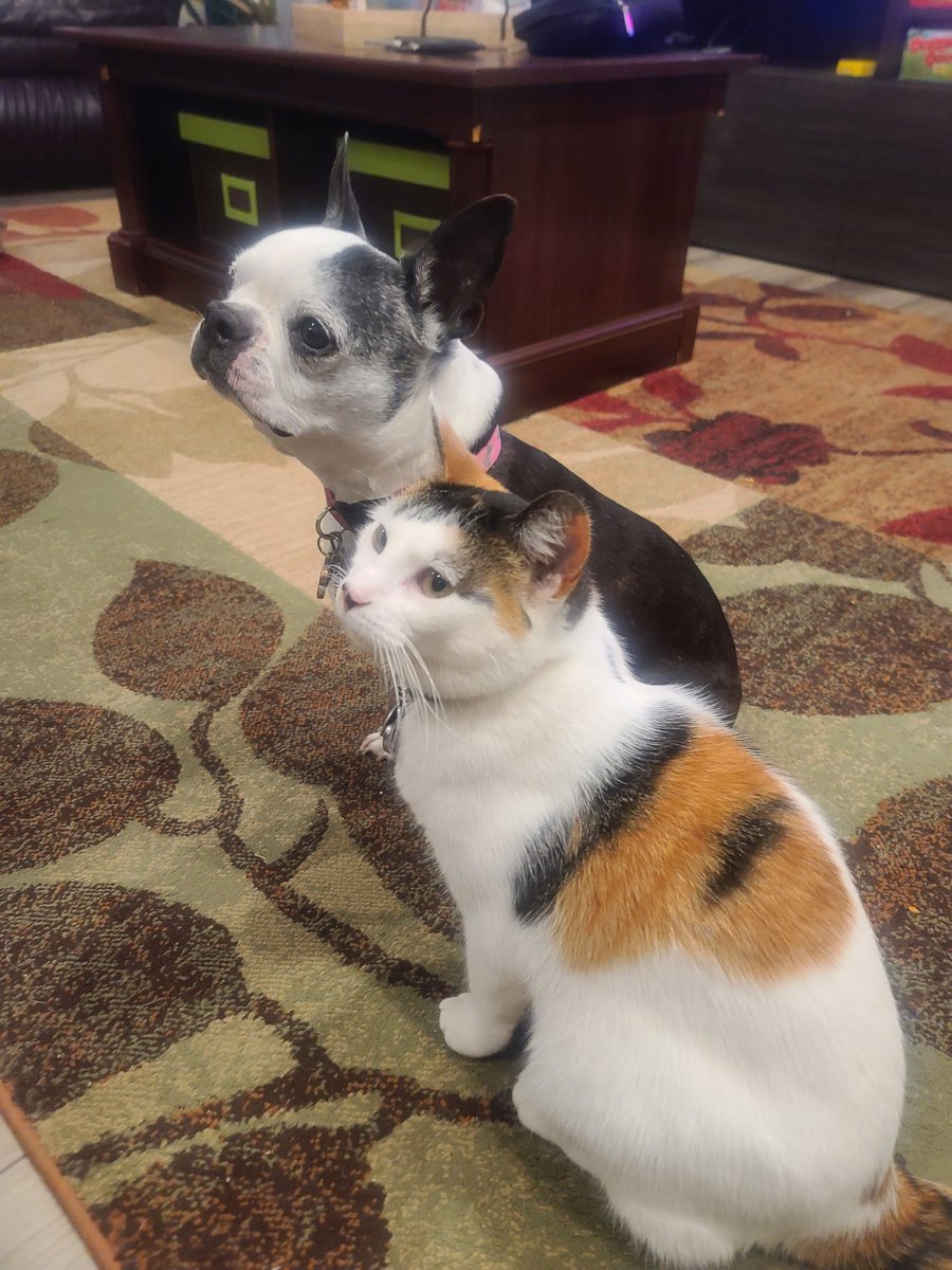 helm969's tweet image. It took some time, but they are finally coexisting!