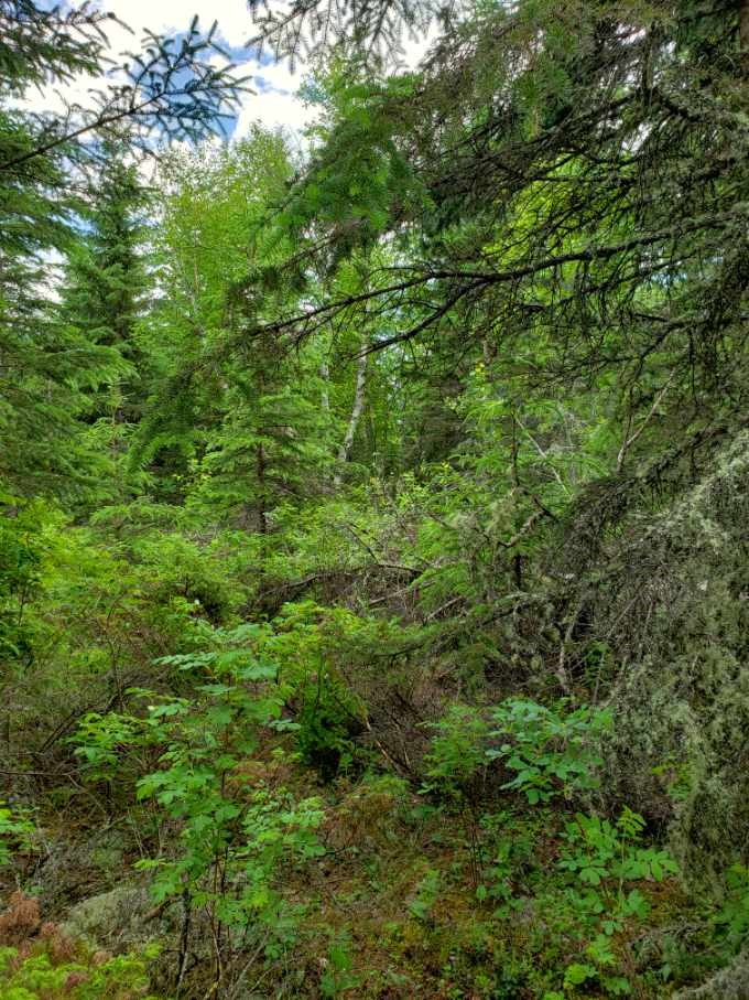 As we celebrate #IntlForestDay today, we applaud the amazing work being led by Indigenous governments, communities, and organizations across the #BorealForest in CAN. Work that has resulted in tens of millions of acres of newly protected habitat, with more to come.