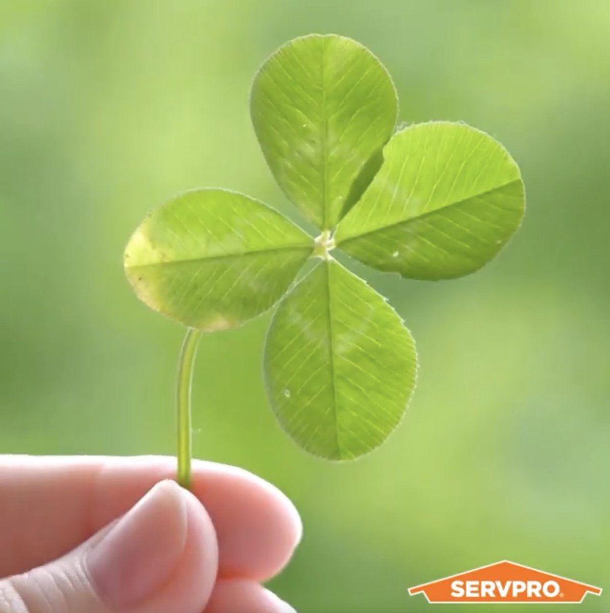 As children, we spent hours searching for four-leaf clovers. If you never found one, this is for you. #StPatricksDay