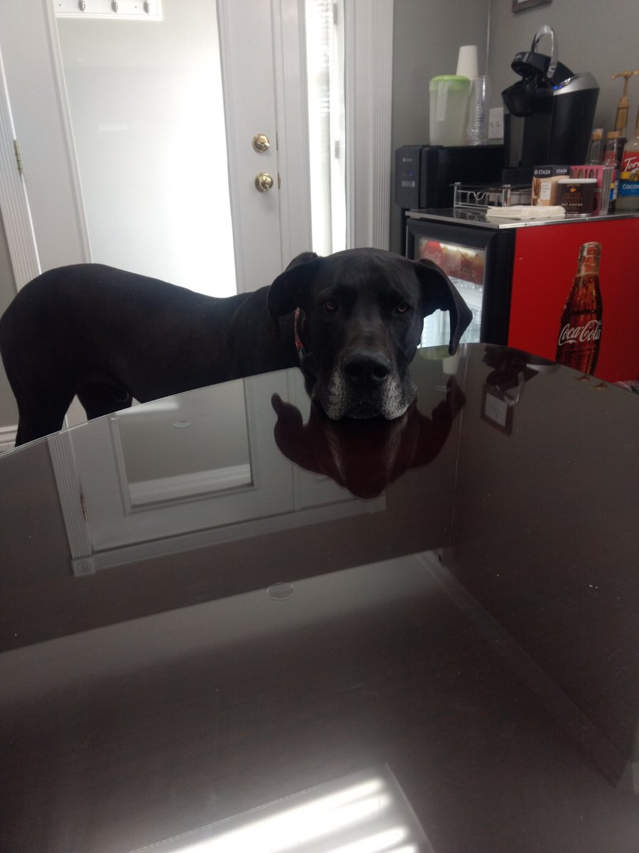 Great Dane Rescue CO (@RMGDRI) / Posts / X