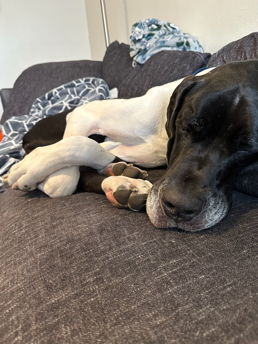 Great Dane Rescue CO (@RMGDRI) / Posts / X