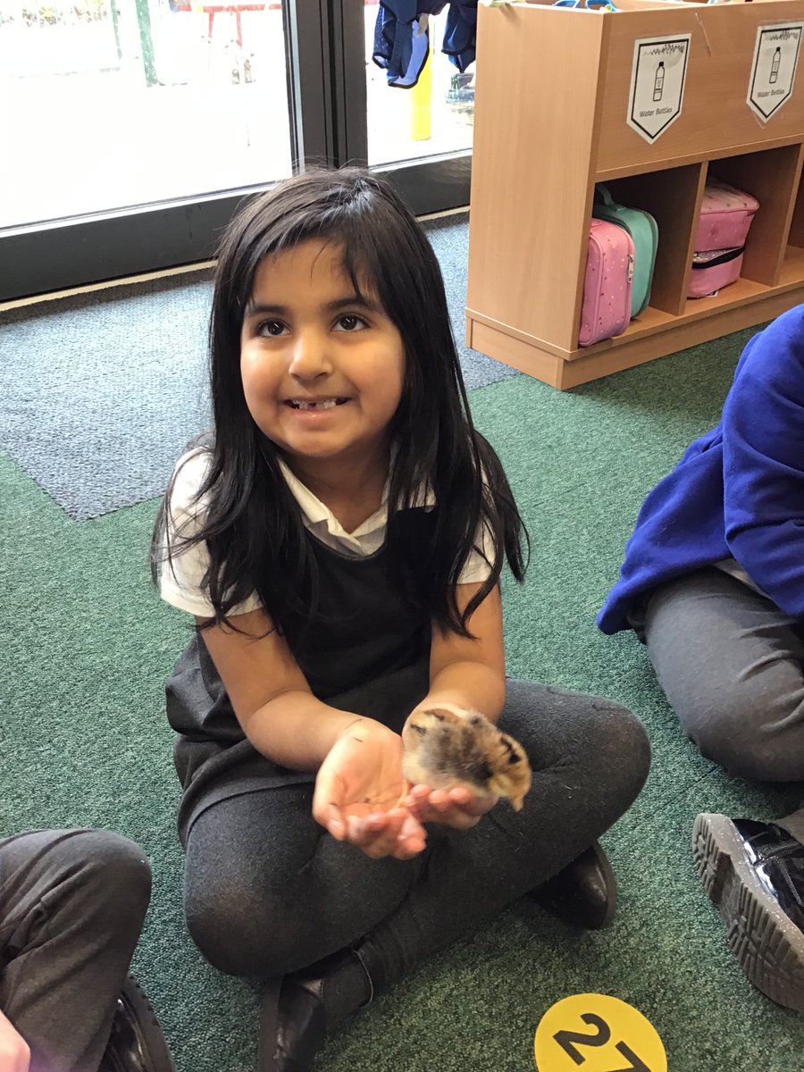 We have loved welcoming our chicks into Reception 1. We can't wait to learn more about the life cycle of a hen and how best to care for our feathery friends 🐣 @HLC_Primary <a href="/MrTrehern/">Mr.T</a>