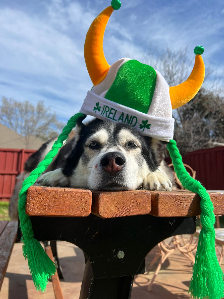 PepitaCorona's tweet photo. 💚💚💚💚URRAAA #Happy #SaintPatricksDay !! Let the tournament of Great Luck!!🏟️ begin !! 🤣🍀☘️🍀☘️🍀☘️ #huskylovers #dogsoftwitter #SaintPatricksDaydogs #fridaydogs #dogsarethebest  take your 🛡️ Armour 4 L💚VE!! Not for battle…. 😉 #irelandhusky #Ireland4All https://t.co/bNHpHtMBlj