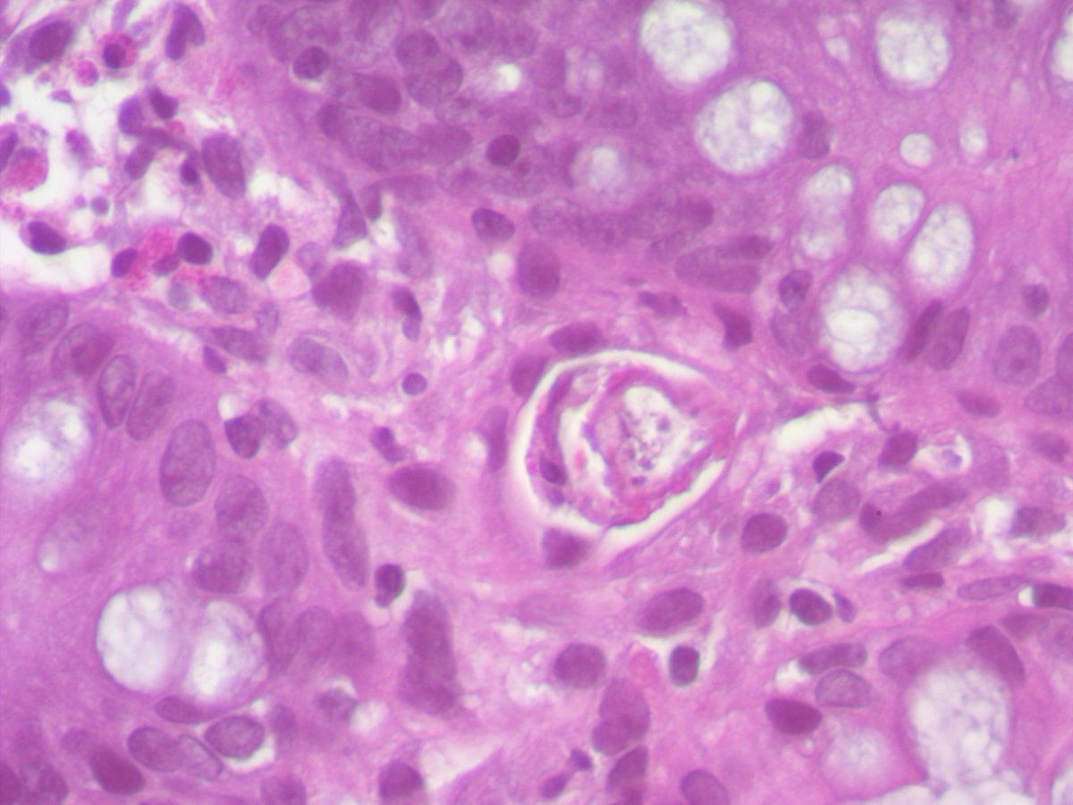 Celina Stayerman MD tweet media