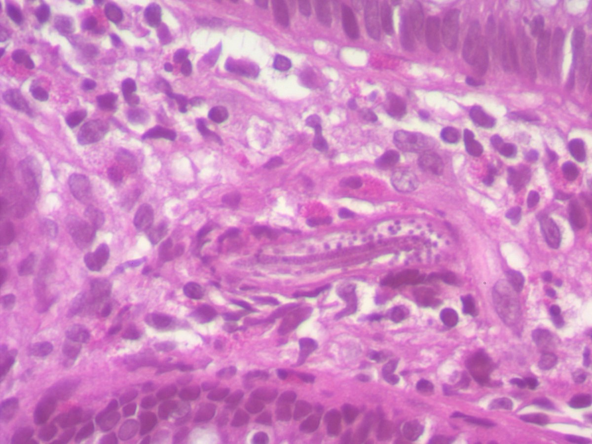 Celina Stayerman MD tweet media