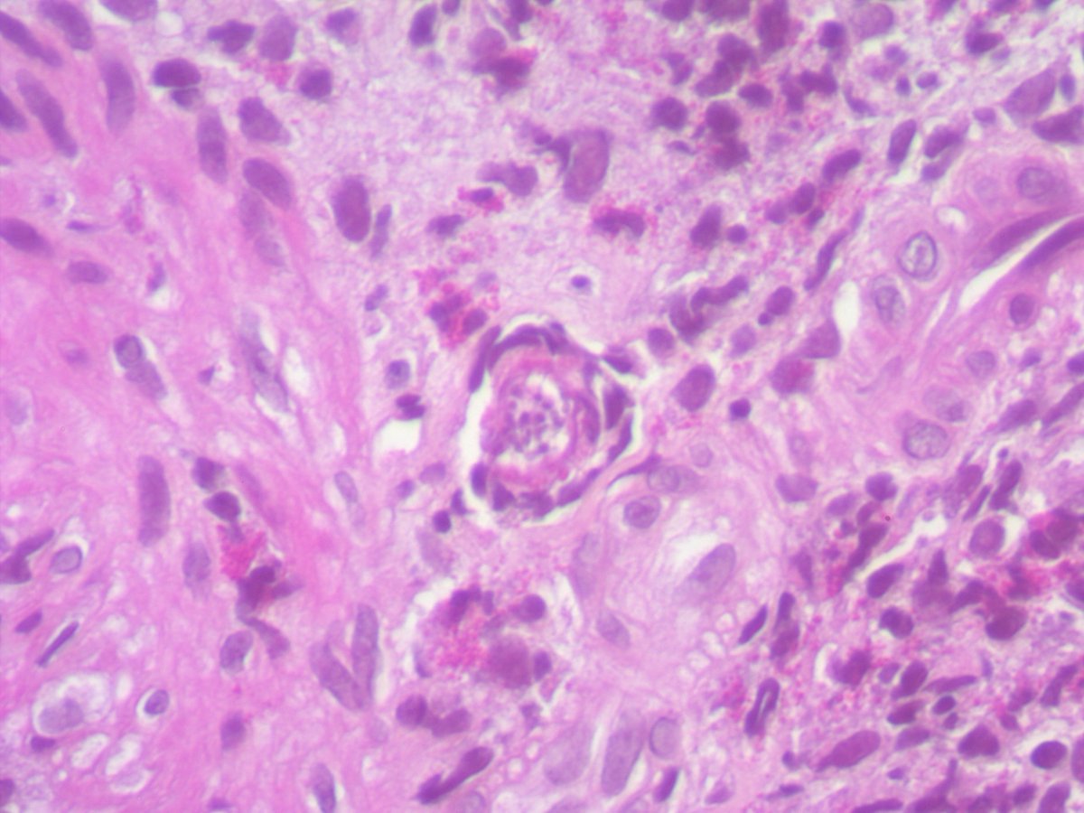 Celina Stayerman MD tweet media