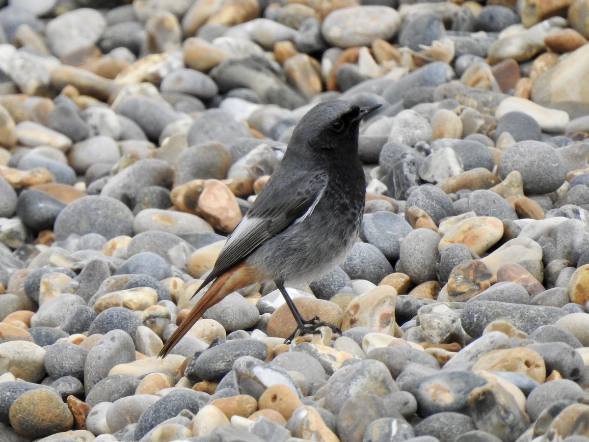 dratcliffe1956's tweet photo. Cracking views of the Black Redstart at Weybourne Beach this afternoon. https://t.co/kHIG9X8XXv