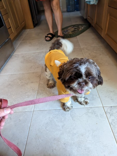 bratch1806's tweet photo. If you live in the Granada Hills, CA area and are missing this cutie please contact me. I found it wandering Andasol Ave around Patrick Henry with the leash and hoodie on. #GranadaHills #founddog #FoundDogs https://t.co/dqYTGmZPN9