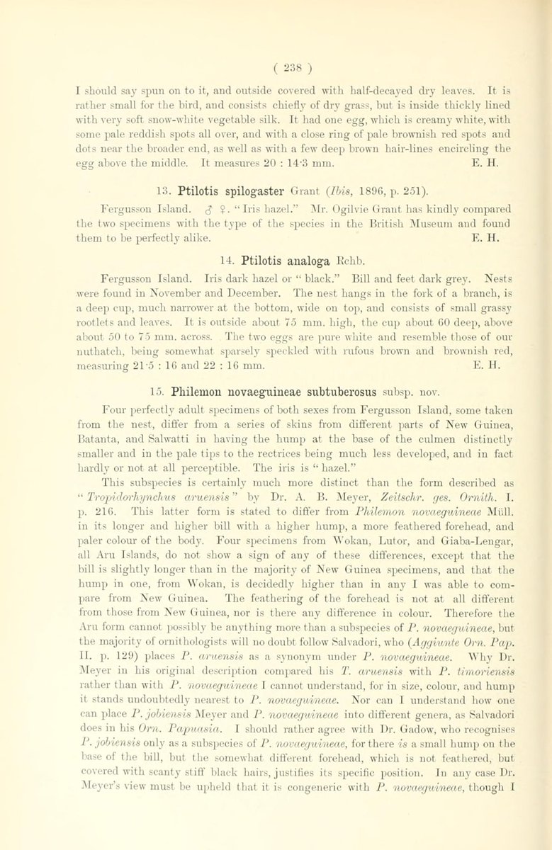 So this is a absolute rarity. A spectacled Longbill nest collected December 1894 from the D'Entrecasteaux Islands off New Guinea. It is a type specimen - clearly described in the type description by Ernst Hartert for Meilestes fergussonis in Novitates Zoologicae 3(3). p. 237-238