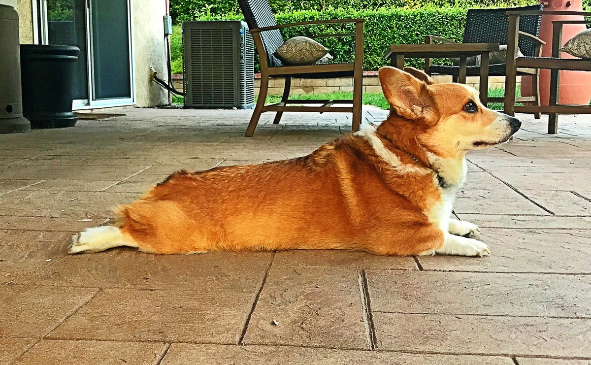 Directo-Tron1000 🤖🎥 tweet media