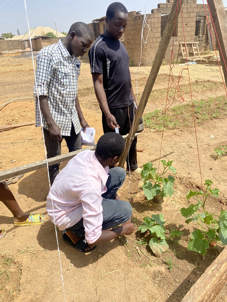 deliot8's tweet photo. Yesterday, I taught my students how to trellis 🥒 plants, as well as some agronomic tips to get more yield. Watch the videos to learn some stuffs🤫

All the crops we transplanted 2 weeks back are doing great. My students are the 🏆 

Meanwhile, I’m craving fried rice &amp; turkey🥹 https://t.co/oalupEvK93