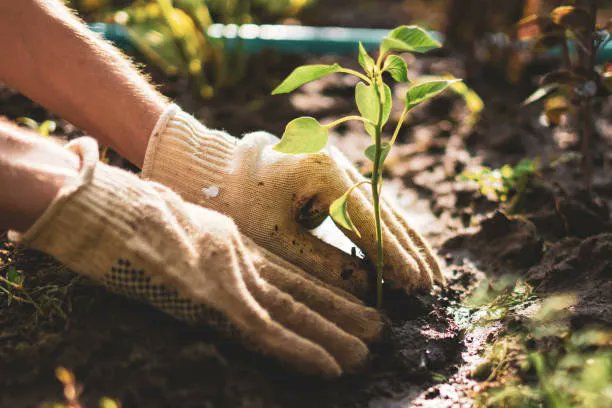 gardepot's tweet photo. 🧐How to start your own journey of building a garden?
🧐What does a beginner need to do?
This article has been introduced in detail. 
Click the link to read it:
https://t.co/6GpxhiqoRN
#garden #gardener #urbangardening #gardentools #gardentoolset #tips #beginners #gardentoolset https://t.co/KvQZ4sy6Zh