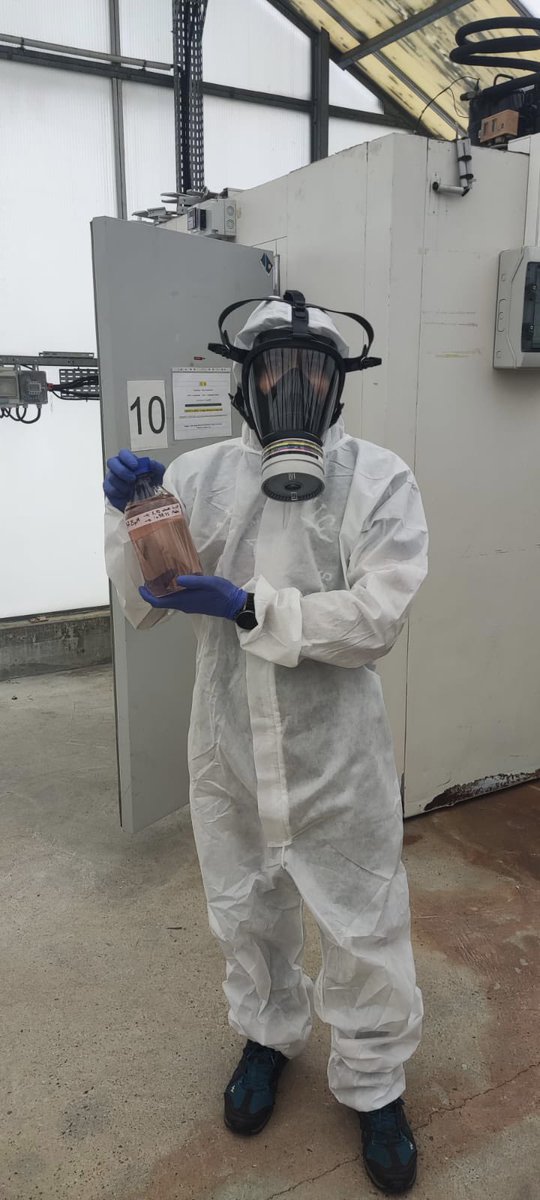 Handling chemicals with care ⚠️. Chemical molecules application to study meiotic recombination in Arabidopsis thaliana 🌱 #meiosis #recombination <a href="/ijpb_fr/">IJPB</a> <a href="/INRAE_France/">INRAE</a>