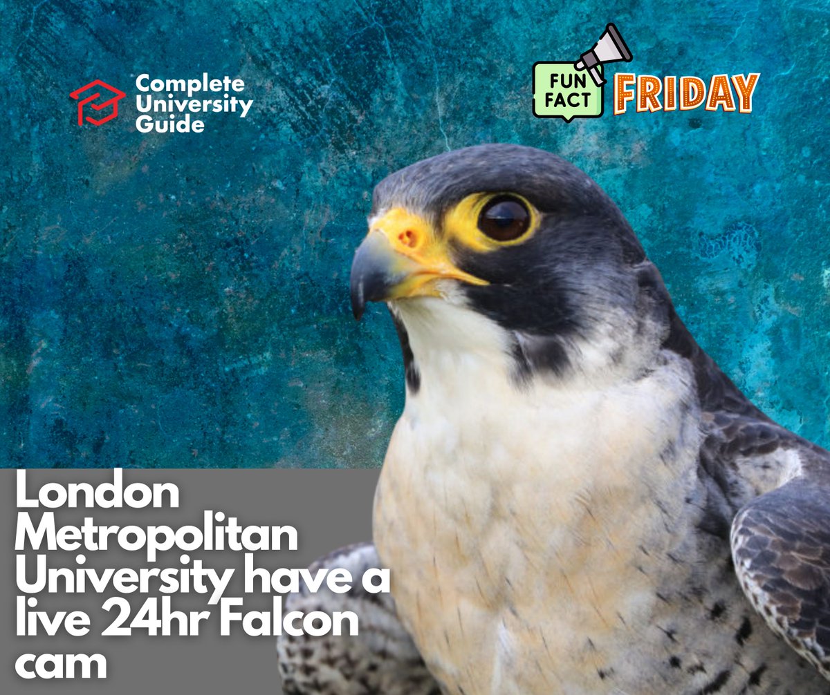 The breeding season for Peregrine Falcons starts from March onwards and Peregrine falcons return each year to London Metropolitan University's Tower Building to lay their eggs. 
<a href="/LondonMetUni/">London Met Uni</a>
They have a live cam so you can have a look 👉 hml.londonmet.ac.uk/Live/34#!

#birdwatch
