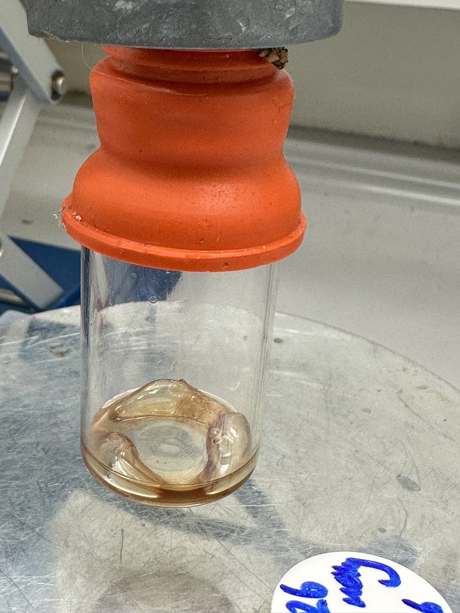 leapinglils's tweet photo. From oil to solid. From sad lily :( to HAPPY lily :( #chemistry #WomenInSTEM #inorganic #schlenk https://t.co/MM2bE0ozpz
