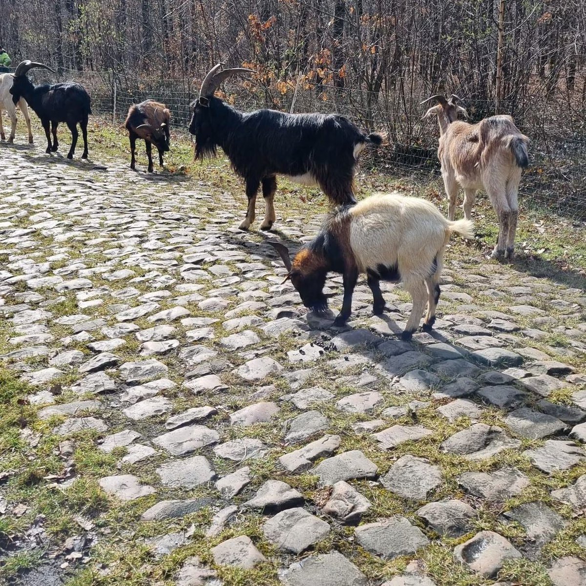 MaltratoPaisaxe's tweet photo. Paris usa cabuxas e ovellas para manter limpos de herba os lastros de pedra 

https://t.co/oZ1tdspq7h #adoquines #adoquinado #lastros https://t.co/6fmj70vNZM