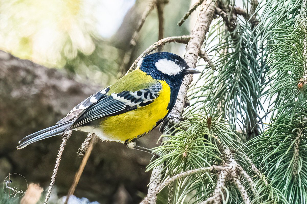 Green-backed Tit
Shimla, Himachal Pradesh
Mar2023

#greenbackedtit 

instagram.com/syampotturi

#IndiAves #birdwatching #birdphotography #birds #BirdsSeenIn2023 #TwitterNatureCommunity #Nikon #D850 #SIGMA60600mmSports