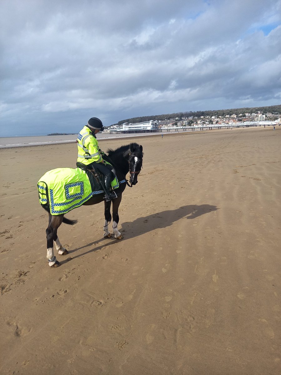 ASPoliceHorses's tweet photo. Windsor and Oscar have been on targeted patrols in Weston-super-Mare to locate a wanted male ๐ด Windsor is looking in all directions ๐ #communitypatrols https://t.co/RLJQGx544o