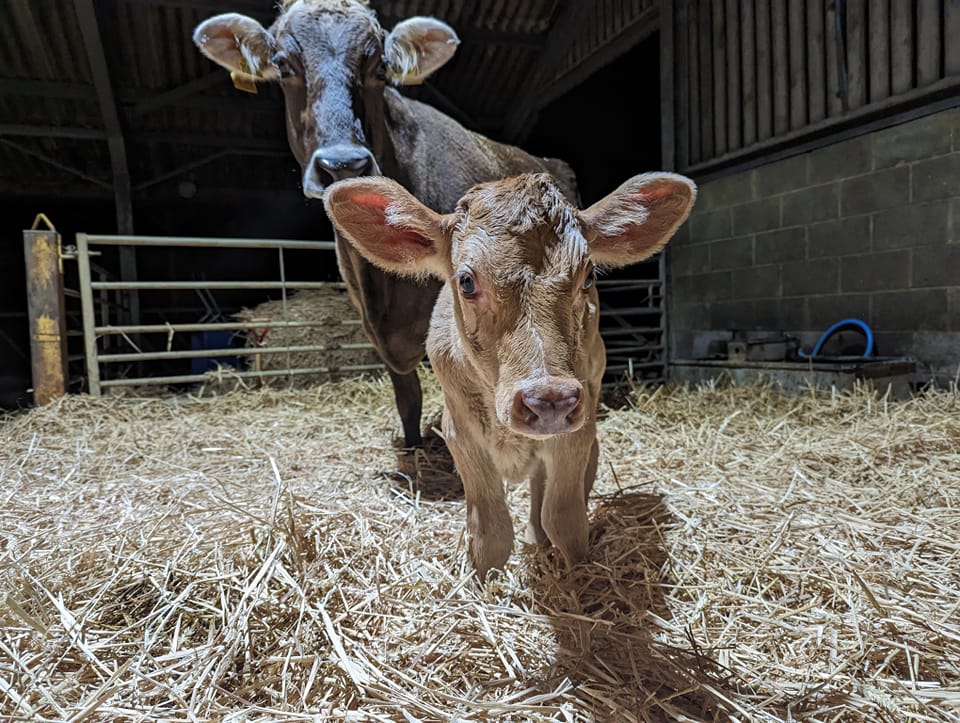 The baby calf is three days old and already running around and exploring the barn. Under the watchful eye of mum of course. 😍😀