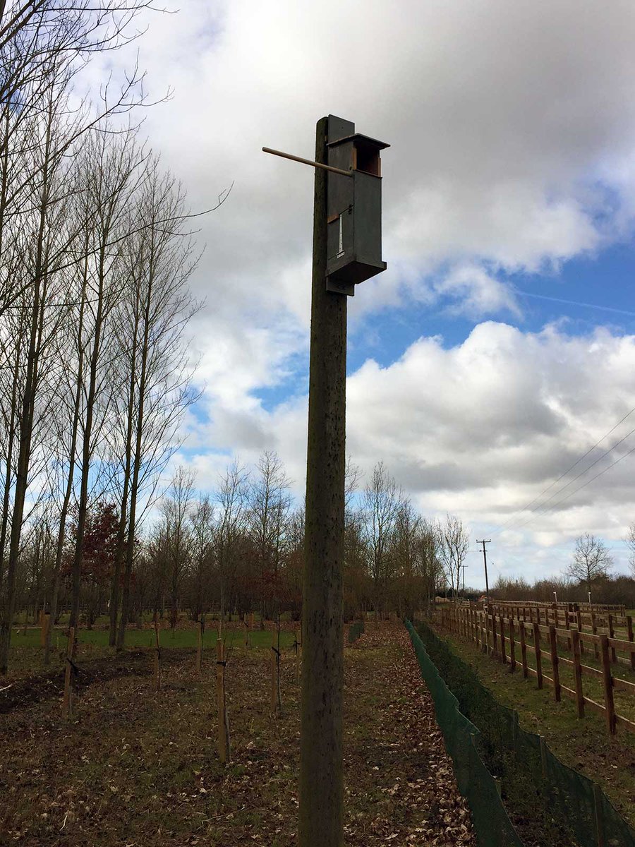 Some pictures of the fabulous new owl boxes that Ed Burnett has made and installed for us.