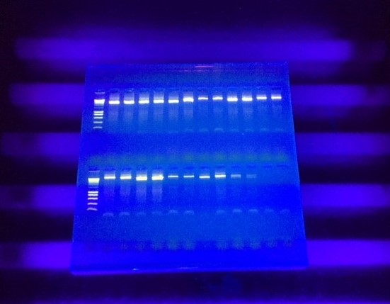 Vacancy: CCAP Molecular Support Scientist

Closing Date 7th April

Further information: sams.ac.uk/vacancies/ccap…