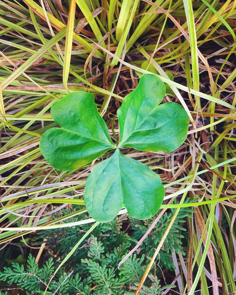 IronRootStudio's tweet photo. Biggest shamrock I’ve ever seen! Happy St. Paddy’s Day, here’s hoping big things bloom for you today, too! ☘️☘️☘️ #letsworkout #friyay #cheers https://t.co/NWDcyqWpjc https://t.co/zzwE5b9F5k
