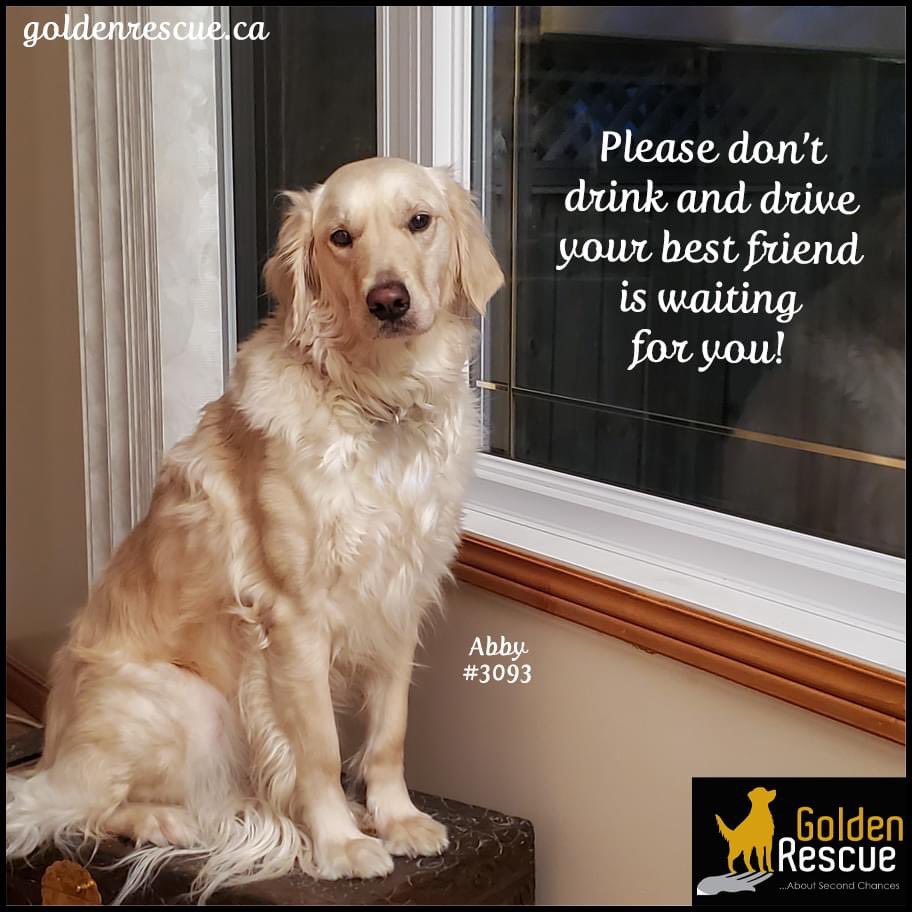 St. Patrick's Day!  Enjoy, but be safe.  🍀

#goldenretriever #secondchances #IChoseToRescue #adoptdontshop #rescuedog #rescue #rescued #adopteddog #bekind #enjoy #goldenhour  #donate #gooddog #stpaddys #stpattys #stpatrick #StPatricksDay #StPatricksDay2022 #dontdrinkdrive