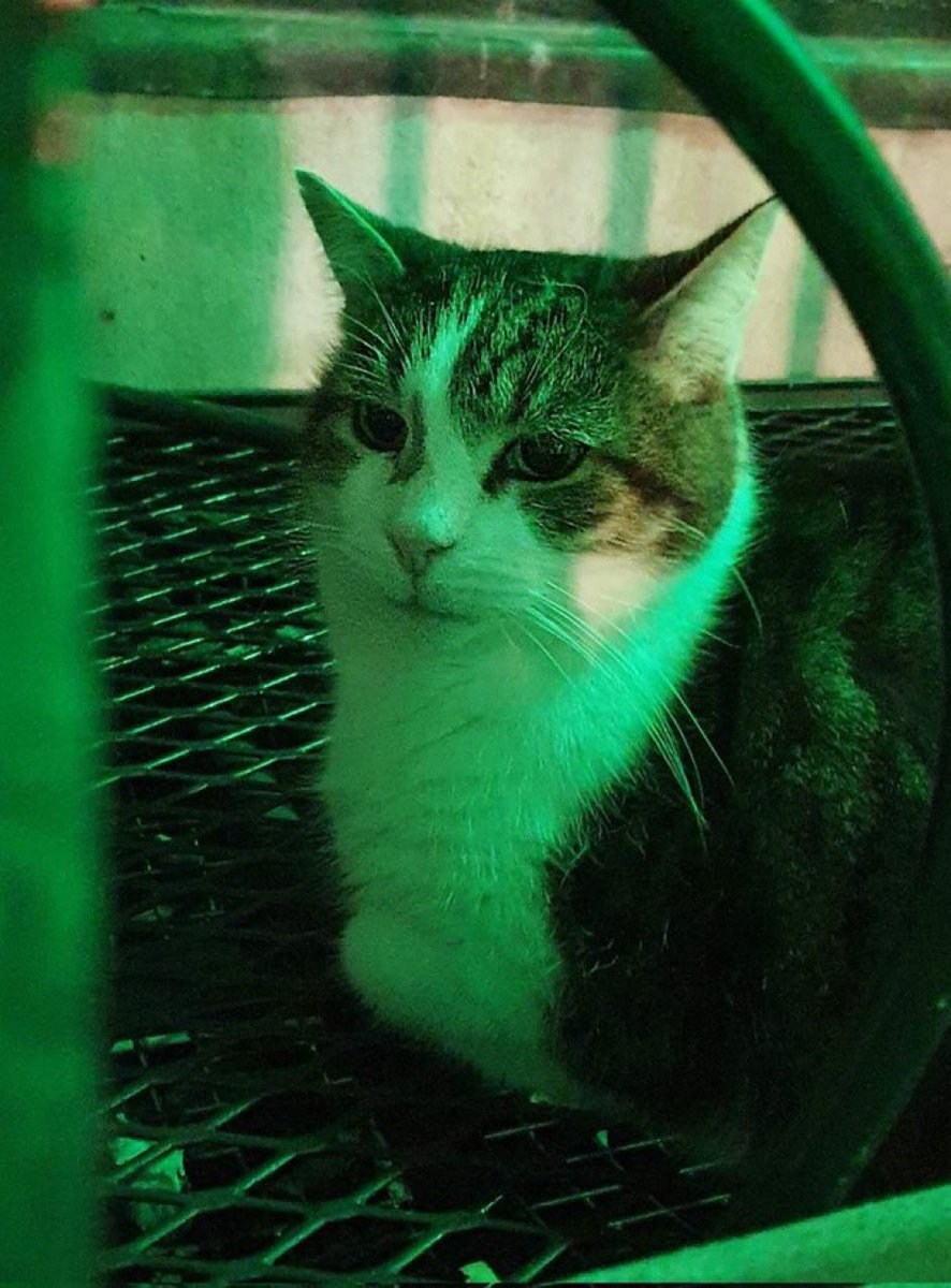 Larry the Cat tweet media