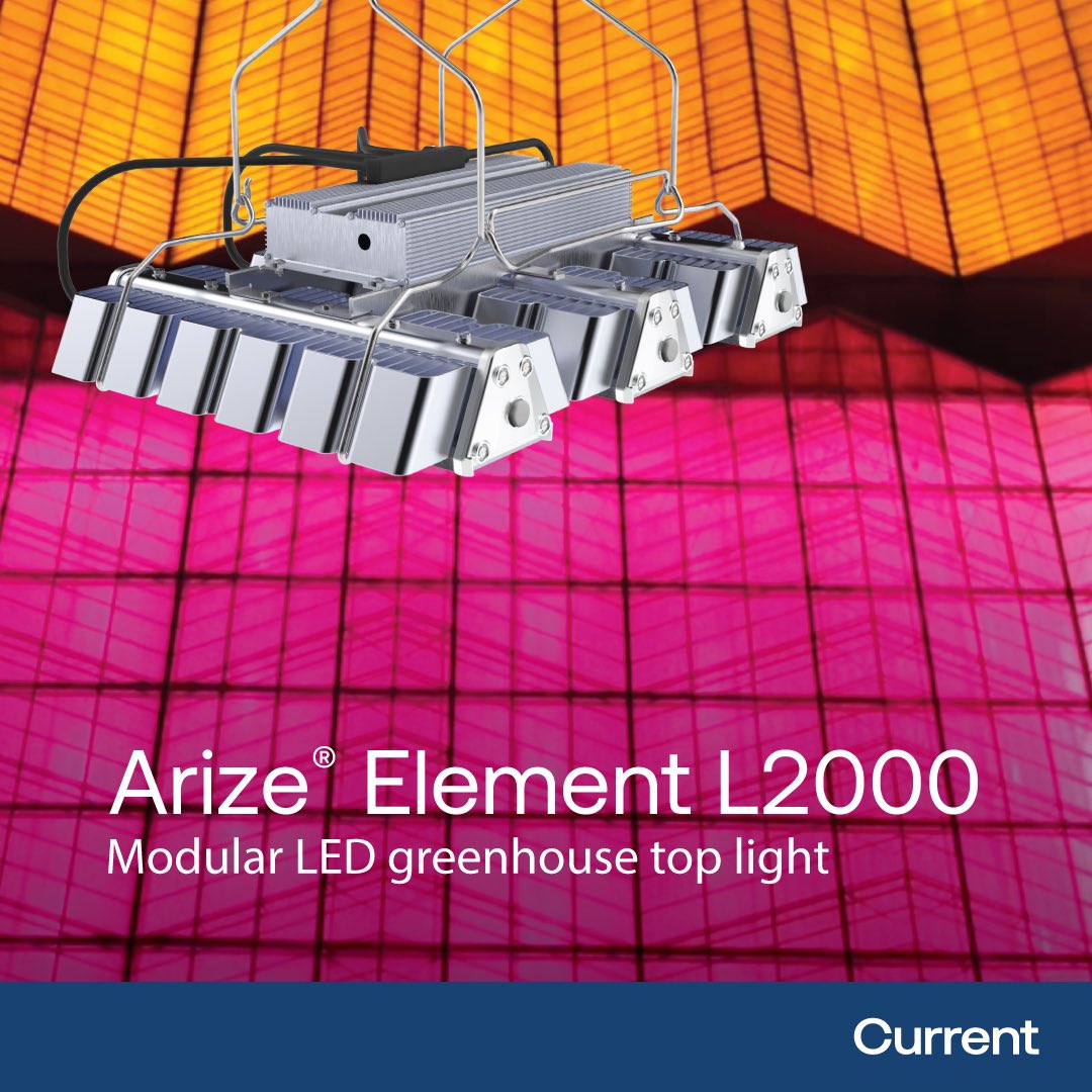 currenthort's tweet photo. NEW modular LED top light from Current. Up to 3.6 µmol/J efficacy. XW Optic reduces fixture count by up to 20%. Nine spectral options.

https://t.co/bwlRhFtkeN

#currenthorticulture #arizeelement #ledgrowlight #ledtoplight #greenhousetoplight https://t.co/ijqQUGYnvi