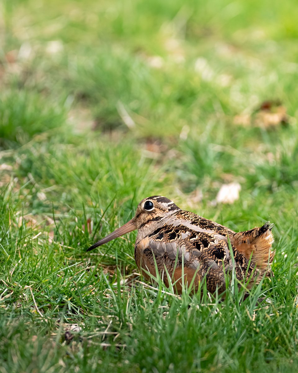 CEES_IUI's tweet photo. Spring migration is underway!
An American Woodcock was seen on campus today during a survey for the CEES spring Bird Window Strike Project. Fortunately the woodcock was alive and  unharmed! https://t.co/A5XG7HUDuQ