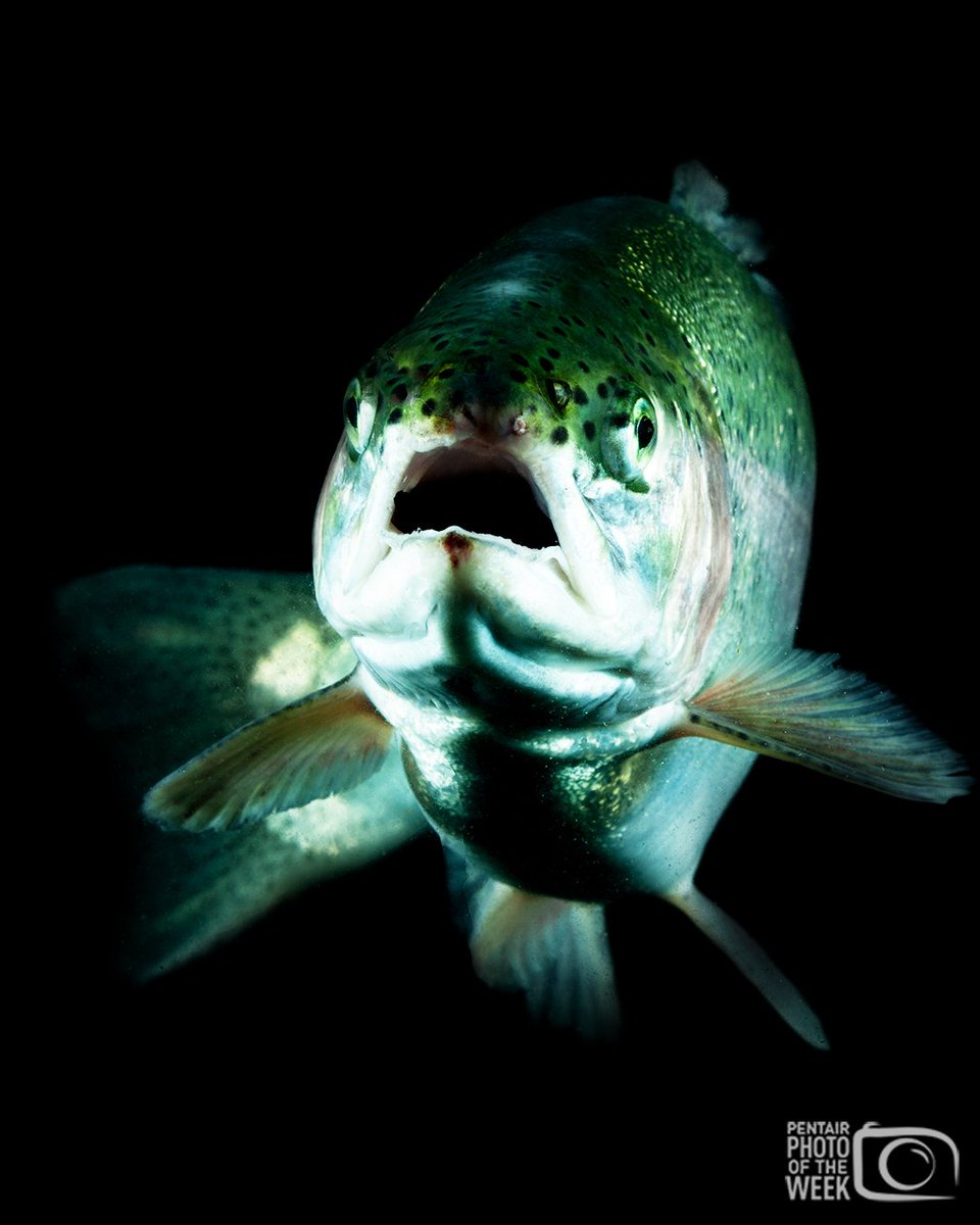 In our Featured Aquaculture Photo for the week, get an up-close moment with a particularly photogenic #salmon, raised in a recirculating aquaculture (#RAS) facility.

Take a peek inside #ThePentairLife

#fishfarming #RAS #hatchery #sustainability #seafood