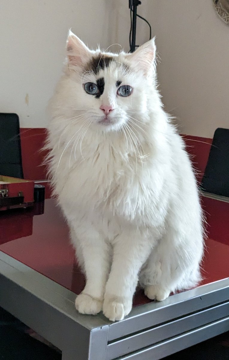 Ma lo vorranno per uno spot TV?