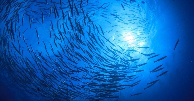 commonwealthsec's tweet photo. 🌊 49 out of 56 #Commonwealth countries border the sea.

New research has found that 59% of these coastal and island countries have mainstreamed ocean-based actions into their national climate commitments.

Learn more and read the study 👉: https://t.co/CqaMe3MVRI

#BlueCharter