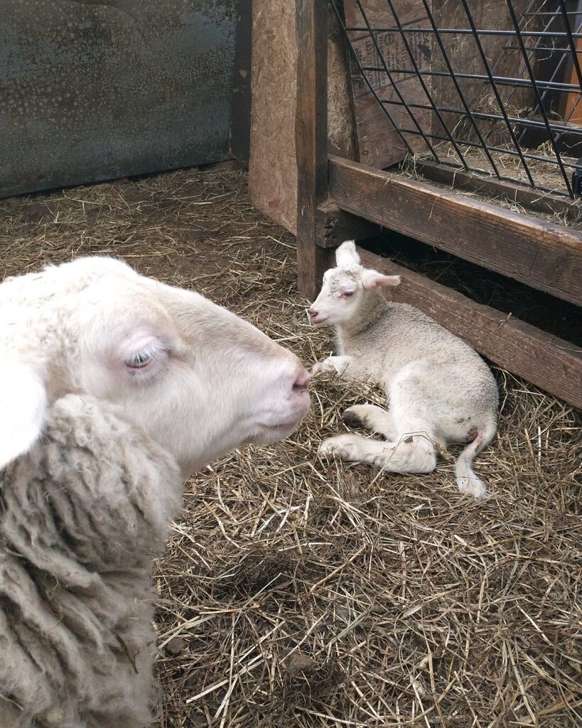 First ewe lamb of the season. 12.4#