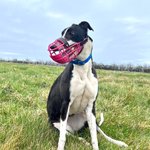 Photo by Tea Table Sporting Kennels (@teatablekennels)