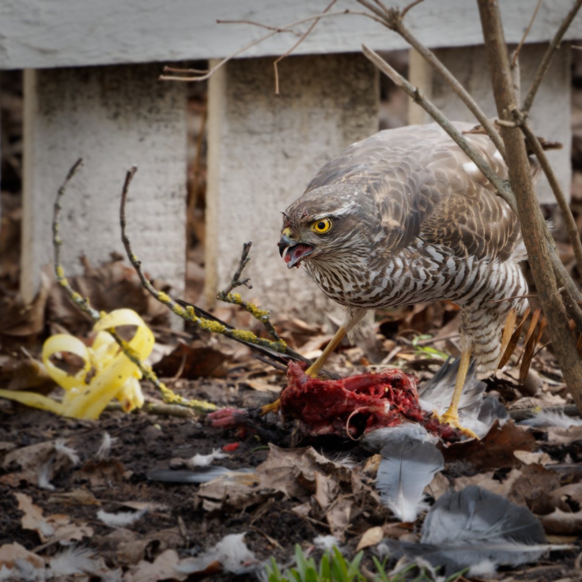 aatomik's tweet photo. Saw this Eurasian Sparrowhawk in the backyard today. Also, finally gave in and made an instagram account...when the young people have probably left already. So if you want to see more photos like this (and less bloody things like landscapes), check out https://t.co/nJ4vBT7HXk https://t.co/hr2wroRfDt